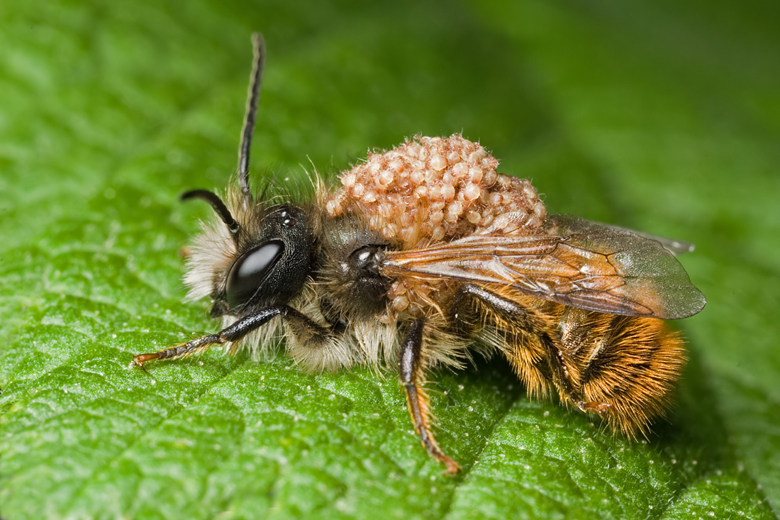 Red Mason Bee with Mites